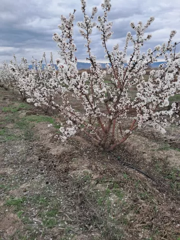 Նշենի մեկ տարեկան