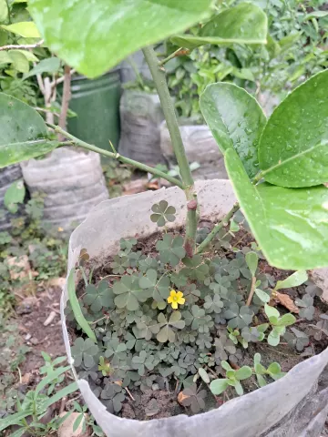 Մանդարինի տնկիներ առաքում