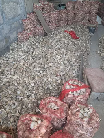 Վաճառվում է սխտոր