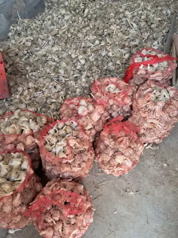 Վաճառվում է սխտոր