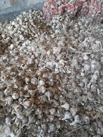 Վաճառվում է սխտոր