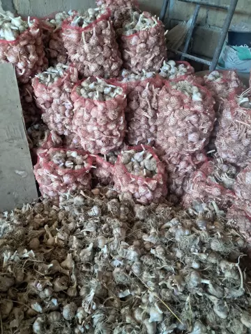 Վաճառվում է սխտոր