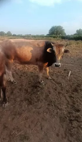 Ցուլ ցեղական տեսակի